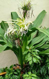 Spider Lily full grown  plant
