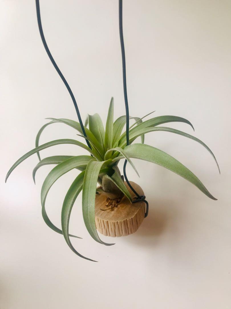 空氣草- 甜玫瑰Tillandsia 'My Sweet Rose' (T. capitata 'Silver Rose