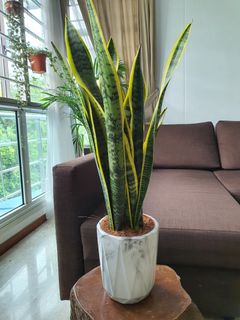 (Category: ) located in . Submitted by beleaf_sg (Listing ID 1045120616, Image 1). Description: .