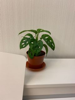（分類：）位於 。 由 plantsclara 提交（商品編號 1045134706，圖片 1）。簡介： 。