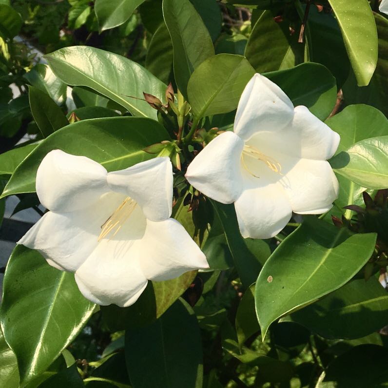 Portlandia grandiflora, Furniture & Home Living, Gardening, Plants