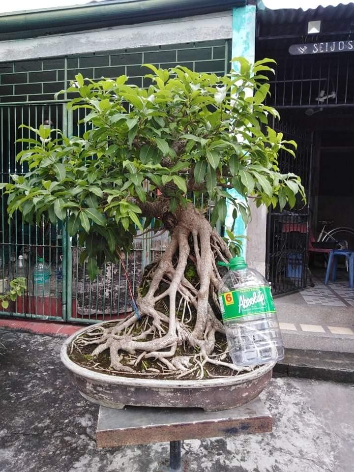 balete bonsai