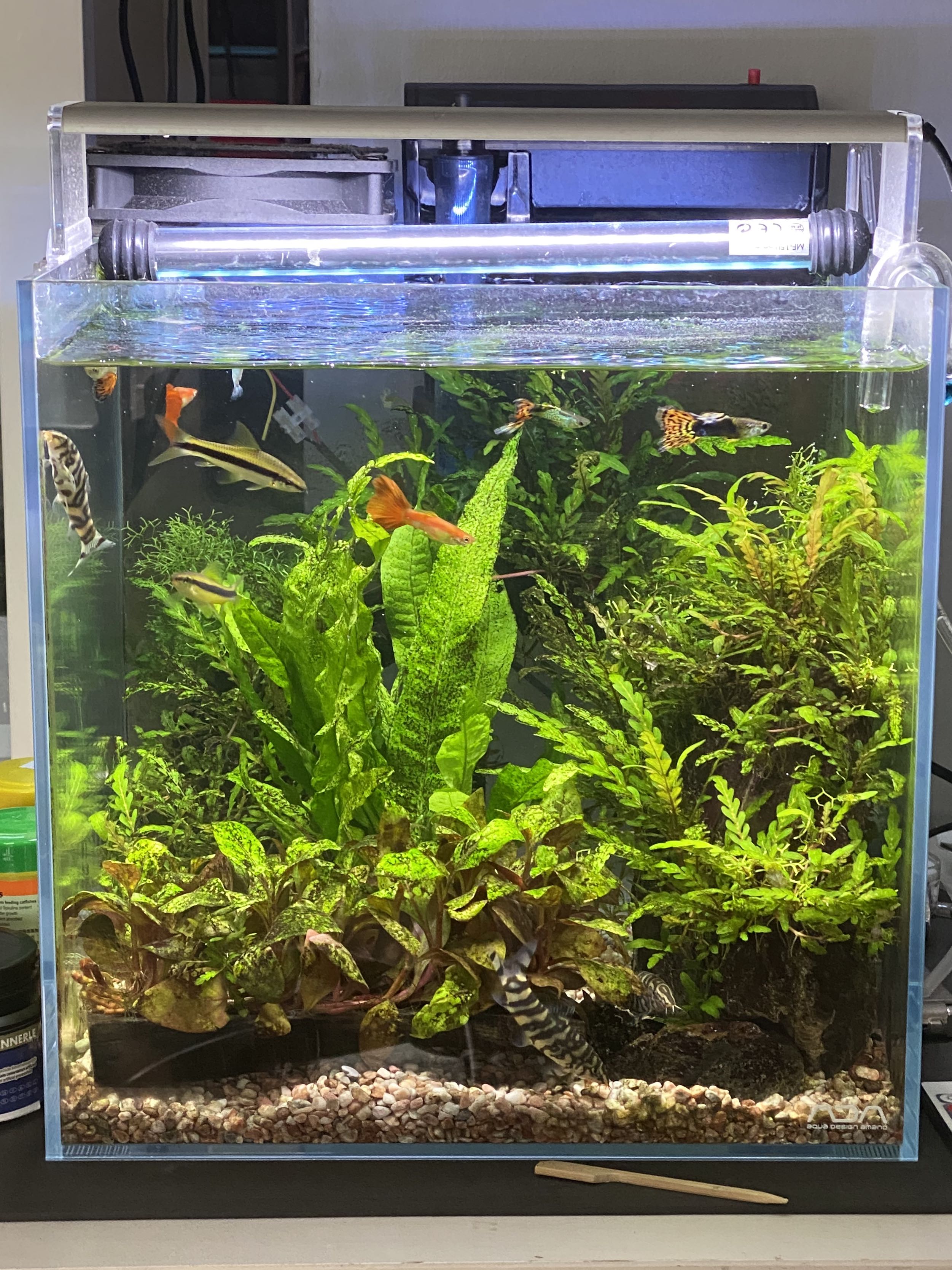 Ada Cube 30 Pet Supplies Homes Other Pet Accessories On Carousell
