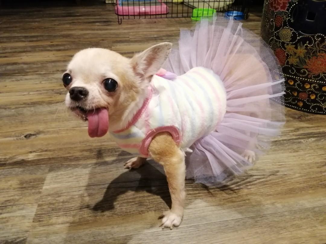 Chihuahua shop tutu dress