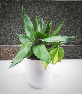 (Category: ) located in . Submitted by mygardenspace (Listing ID 1045378839, Image 1). Description: .