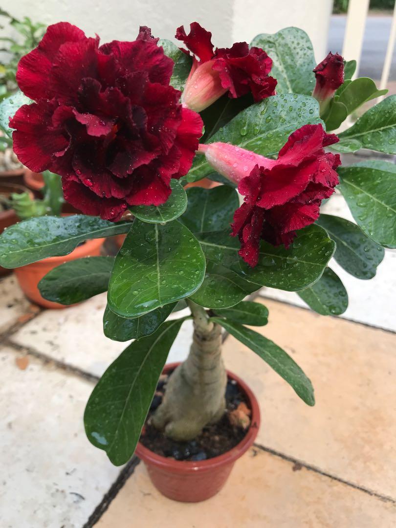 Organic Layers Dark Red Adenium Flower Plant Bunga Kemboja Home Furniture Gardening On Carousell