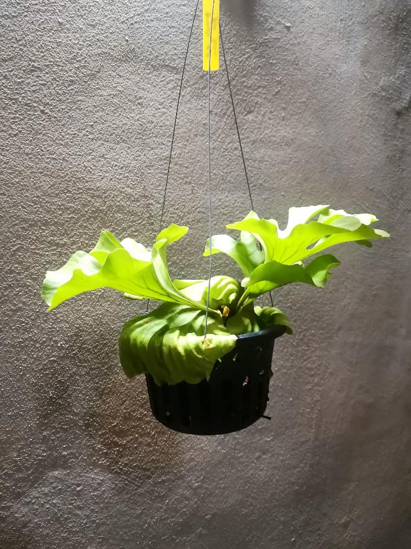Platycerium Ridleyi Wide Leaves Form 宽叶亞洲猴腦鹿角蕨 Home Furniture Gardening On Carousell Platycerium Ridleyi Wide Leaves Form 宽叶亞洲猴腦鹿角蕨 Home Furniture Gardening On Carousell