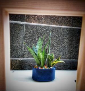 (Category: ) located in . Submitted by mygardenspace (Listing ID 1045374321, Image 1). Description: .