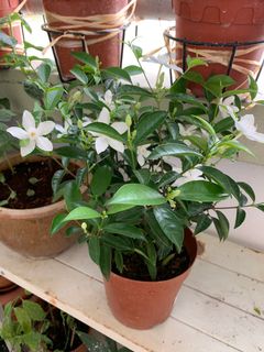 (Category: ) located in . Submitted by vijaya30 (Listing ID 1045349951, Image 1). Description: .