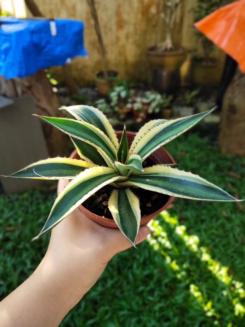 Agave Quadricolour Home Furniture Gardening On Carousell