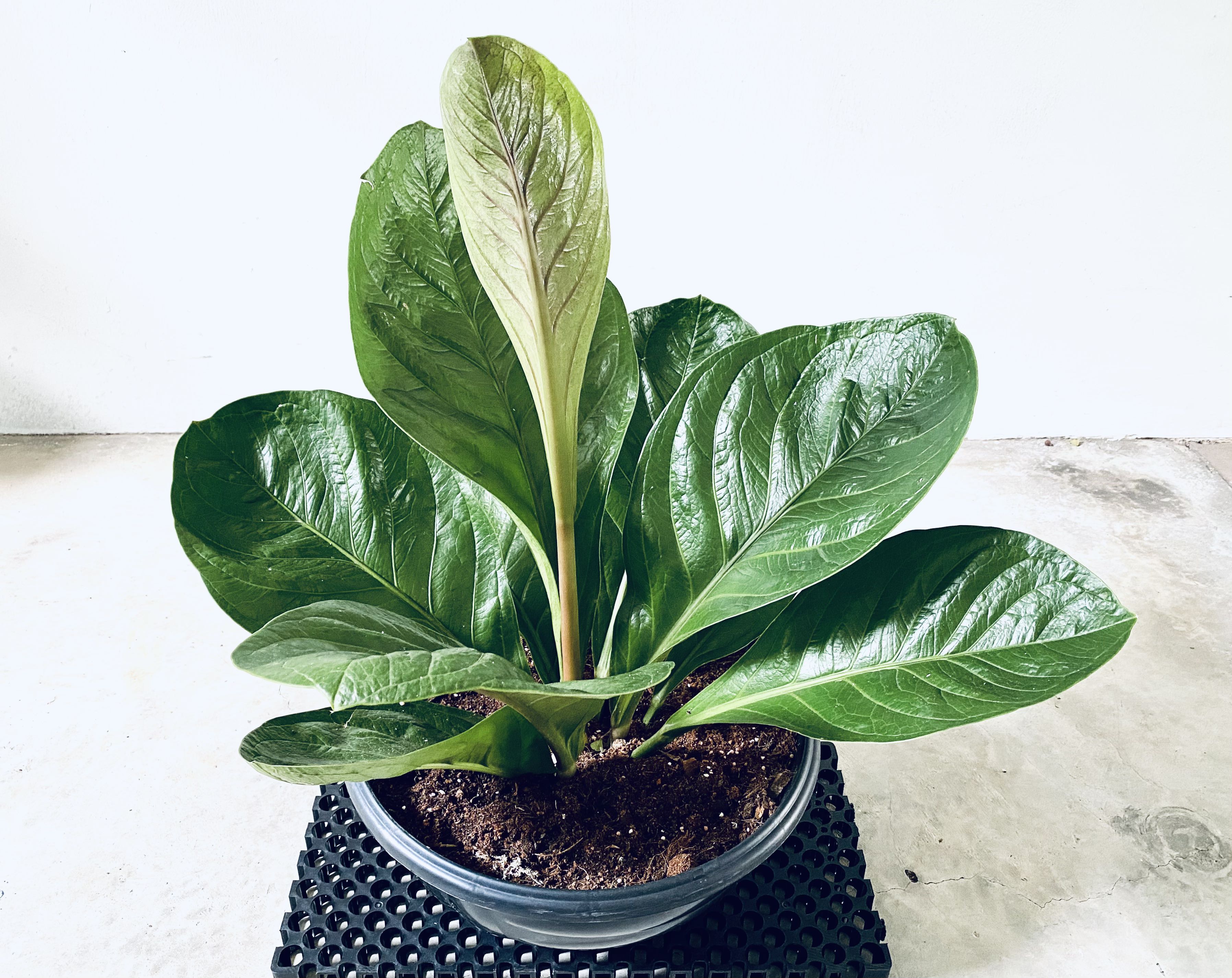 Anthurium Jungle Bush Large Furniture Home Living Gardening Plants Seeds On Carousell