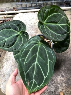 (Category: ) located in . Submitted by the_plantnerd (Listing ID 1039101977, Image 1). Description: .