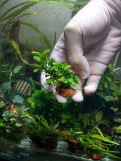 (Category: ) located in . Submitted by hessaquatics (Listing ID 1039116172, Image 1). Description: .