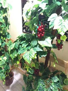 (Category: ) located in . Submitted by janzendb (Listing ID 1039181812, Image 1). Description: .