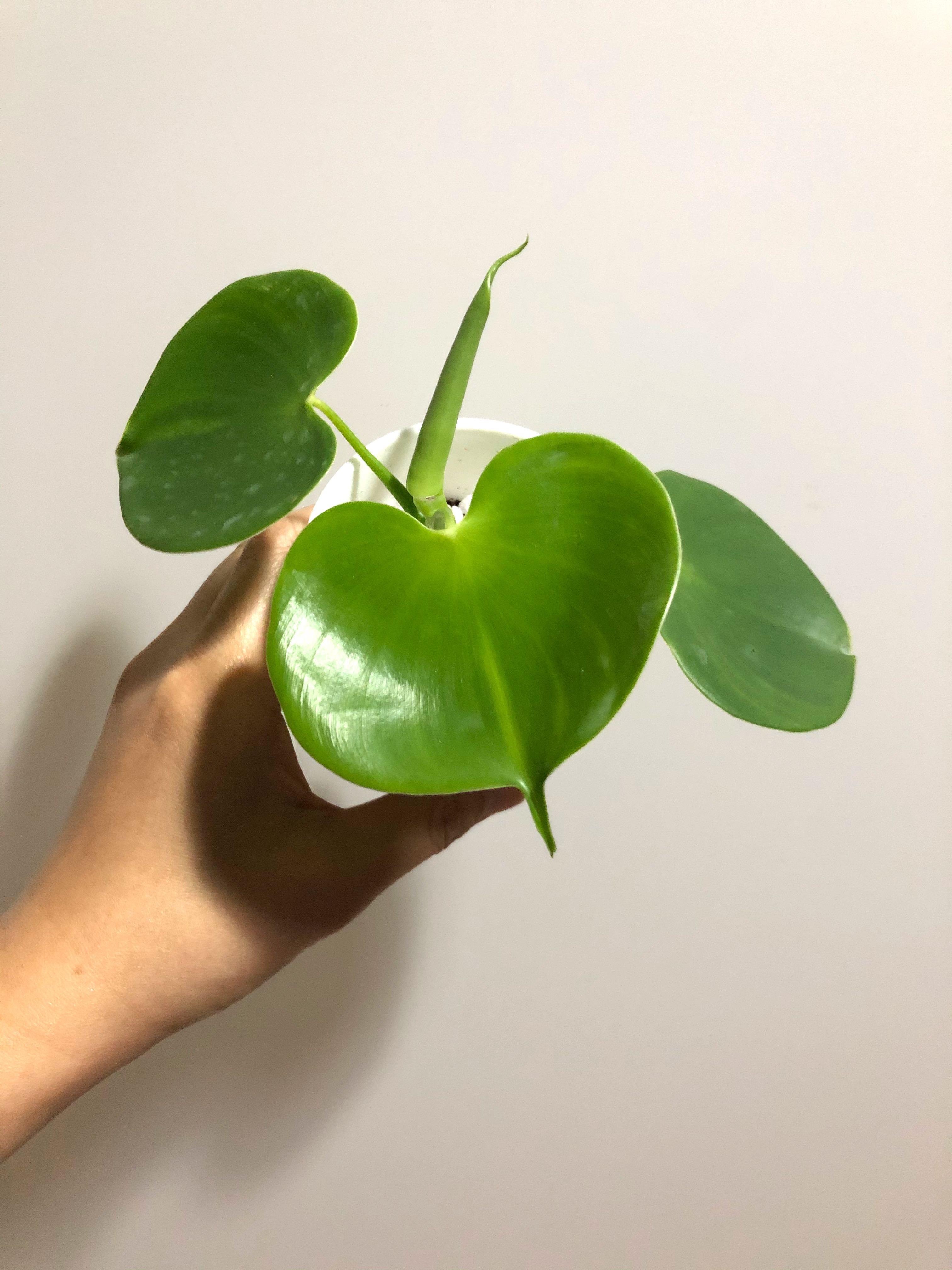 Philodendron Grazielae Furniture Home Living Gardening Plants Seeds On Carousell