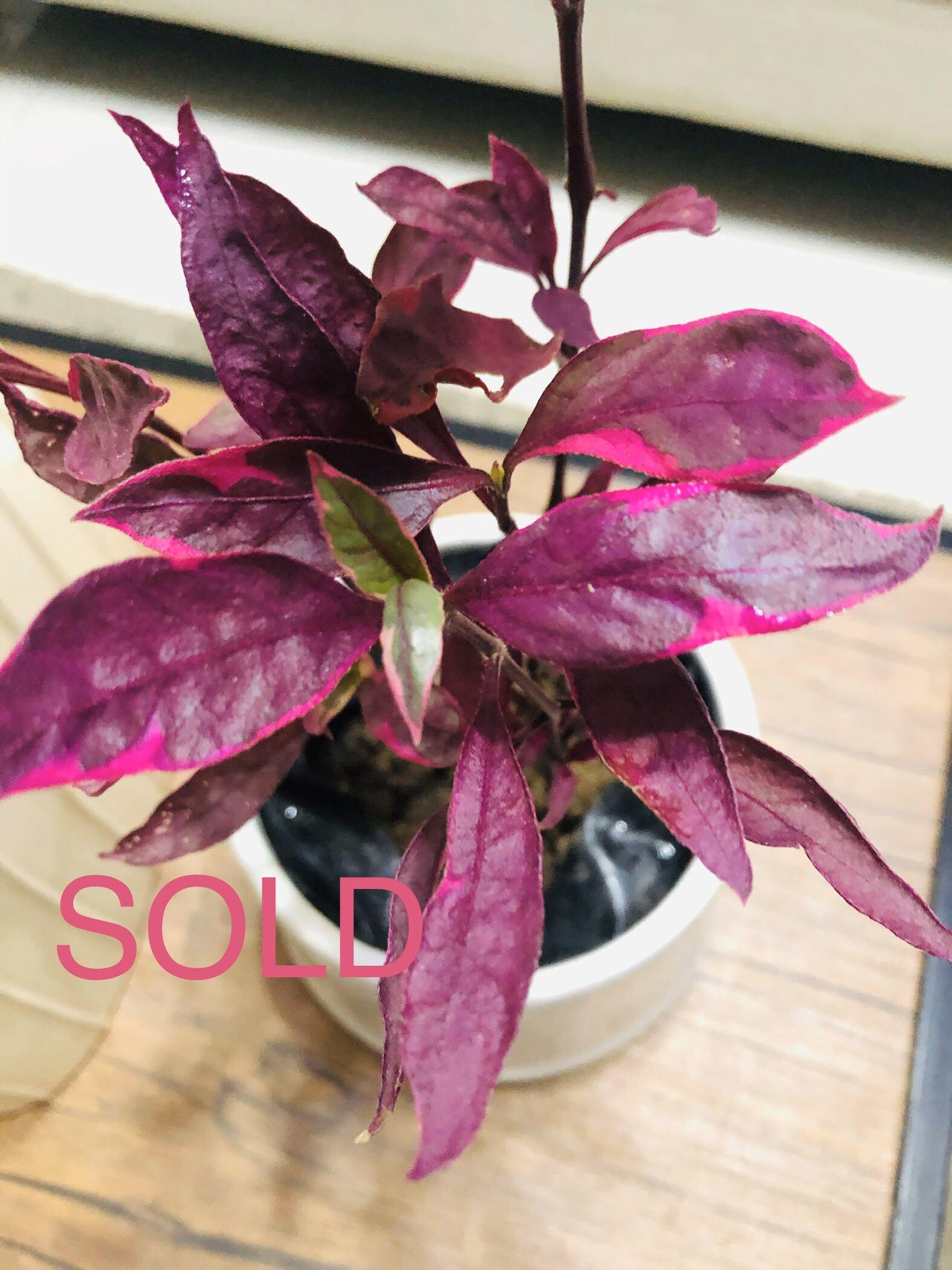 Purple Crumble Dentata Alternanthera Brazilian Hot Pink Gardening Flowers Plants On Carousell A walled garden filled with tropical plants flanks a glazed hallway at this house in the brazilian town of franca. purple crumble dentata alternanthera