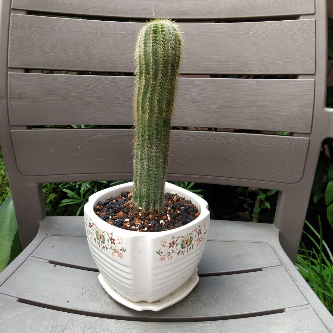 Tall Cactus Plant Furniture Home Living Gardening Plants Seeds On Carousell