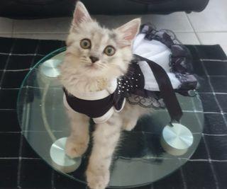 XS kitten/ puppy tutu dress