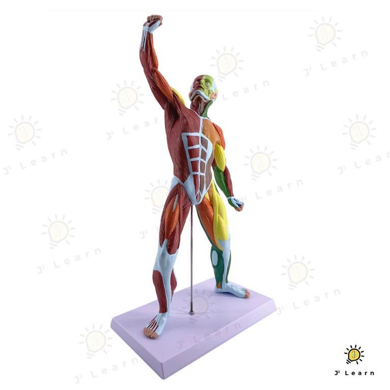 50cm Human Detailed Muscle Anatomy Model Muscular System Hobbies Toys Toys Games On Carousell