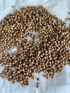 (Category: ) located in . Submitted by microgreens_sg (Listing ID 1045589099, Image 1). Description: .
