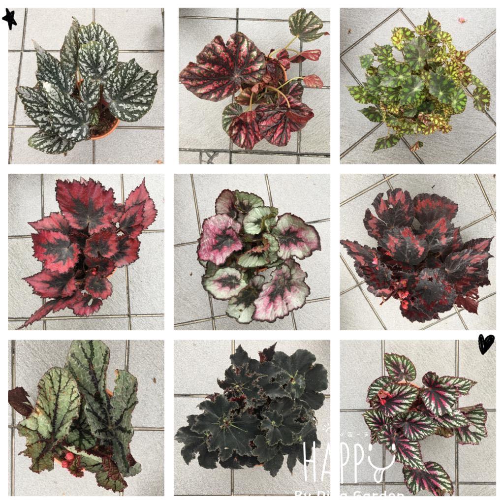 House Plant Painted Leaf Begonia Begonia Rex Home Furniture Gardening On Carousell