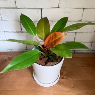 (Category: ) located in . Submitted by fayebong (Listing ID 1045722541, Image 1). Description: .