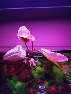 (Category: ) located in . Submitted by collectoraquatics (Listing ID 1045640629, Image 1). Description: .