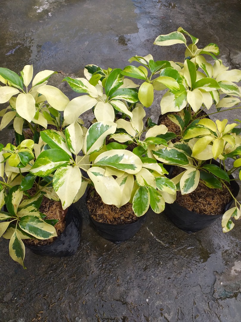 Umbrella plant (Variegated) Indoor/Outdoor Plant Schefflera Plant