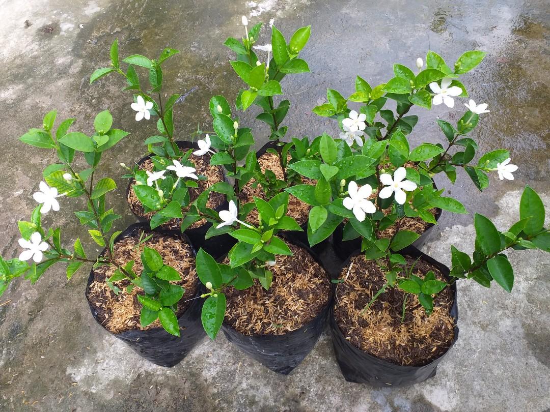 White Angel Plant Outdoor Flowering Plant Ornamental Plant Gardening Flowers Plants On Carousell