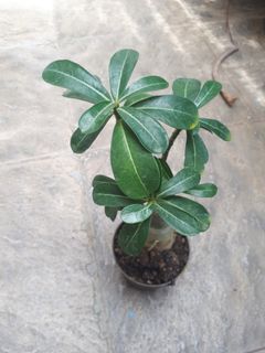 Bonsai Kamboja Mini Perkebunan Di Carousell Bonsai kamboja merupakan bonsai yang cantik yang dapat anda gunakan sebagai pilihan untuk bunga kamboja memiliki berbagai macam warna bunga seperti putih, pink dan lain sebagainya. bonsai kamboja mini perkebunan di