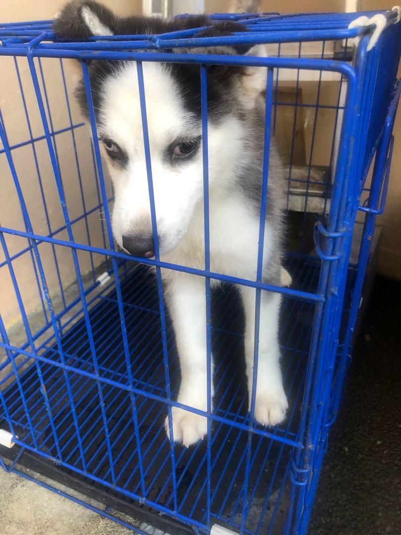 3 month old store husky