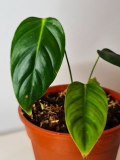 (Category: ) located in . Submitted by theaccidentalplanter (Listing ID 1045908897, Image 1). Description: .