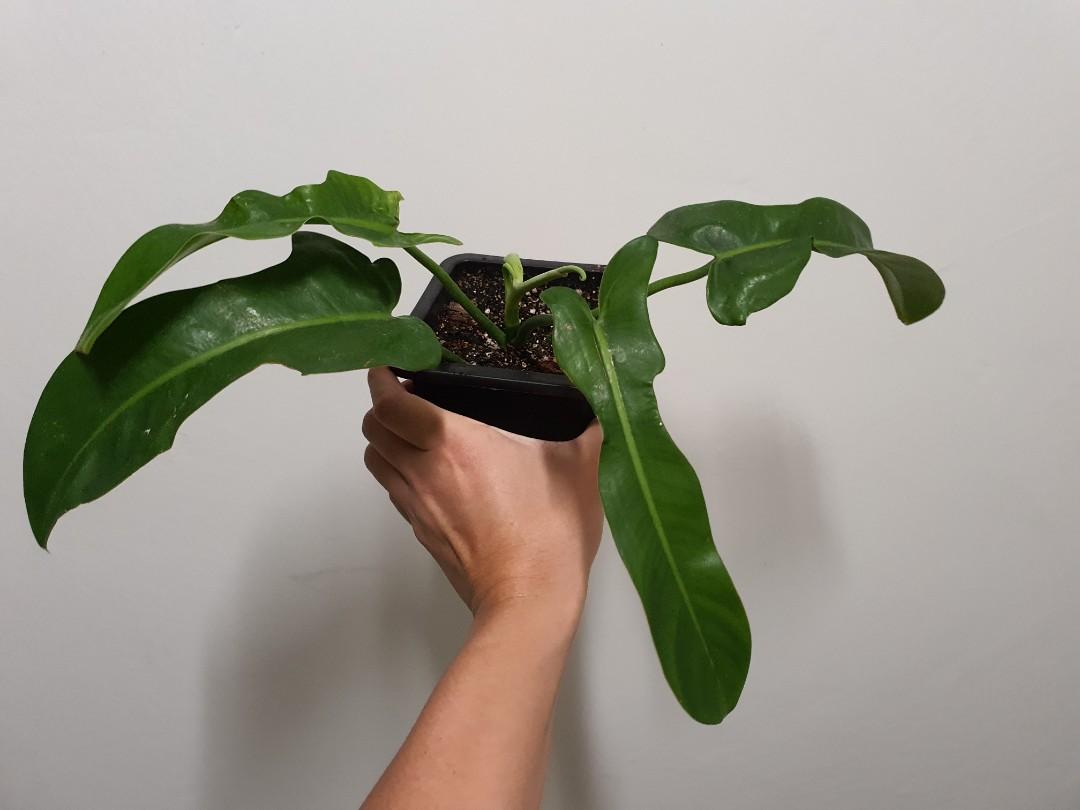 Philodendron Jerry Horne Furniture Home Living Gardening Plants Seeds On Carousell