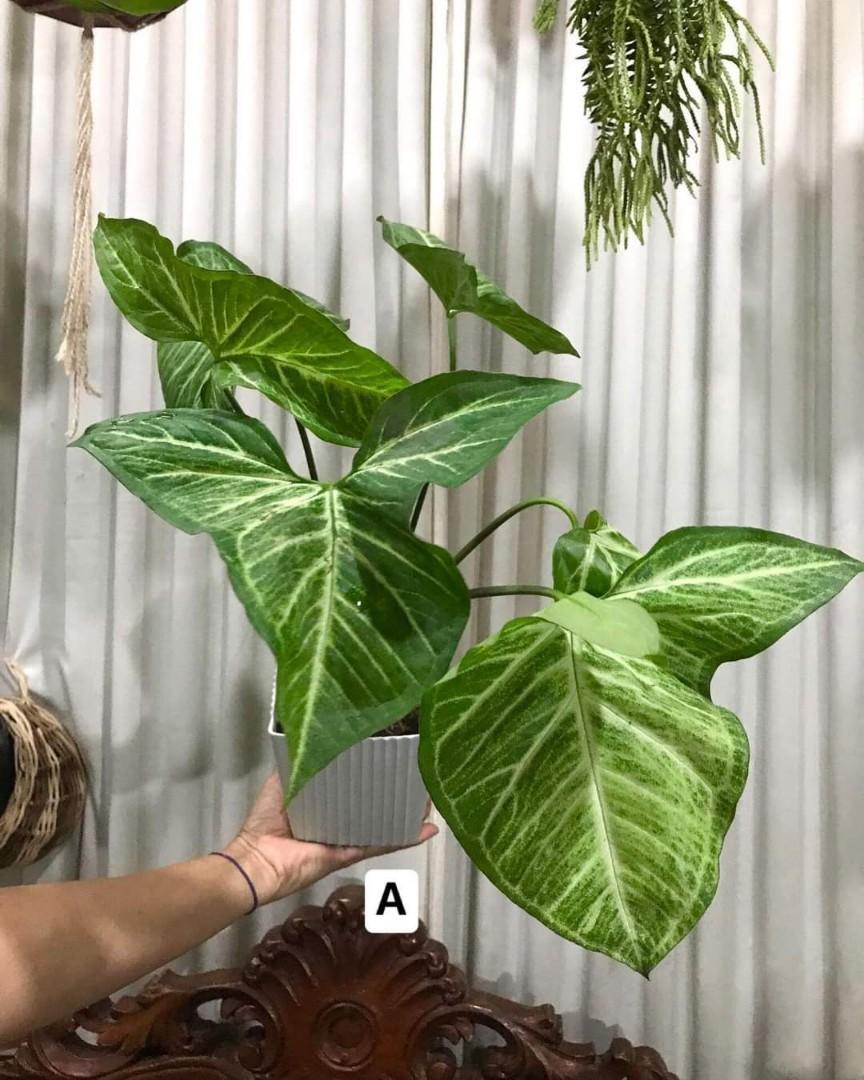 Syngonium Batik Furniture Home Living Gardening Plants Seeds On Carousell This plant is available in a baby, 140m or 170m a bit about nursery 2. syngonium batik
