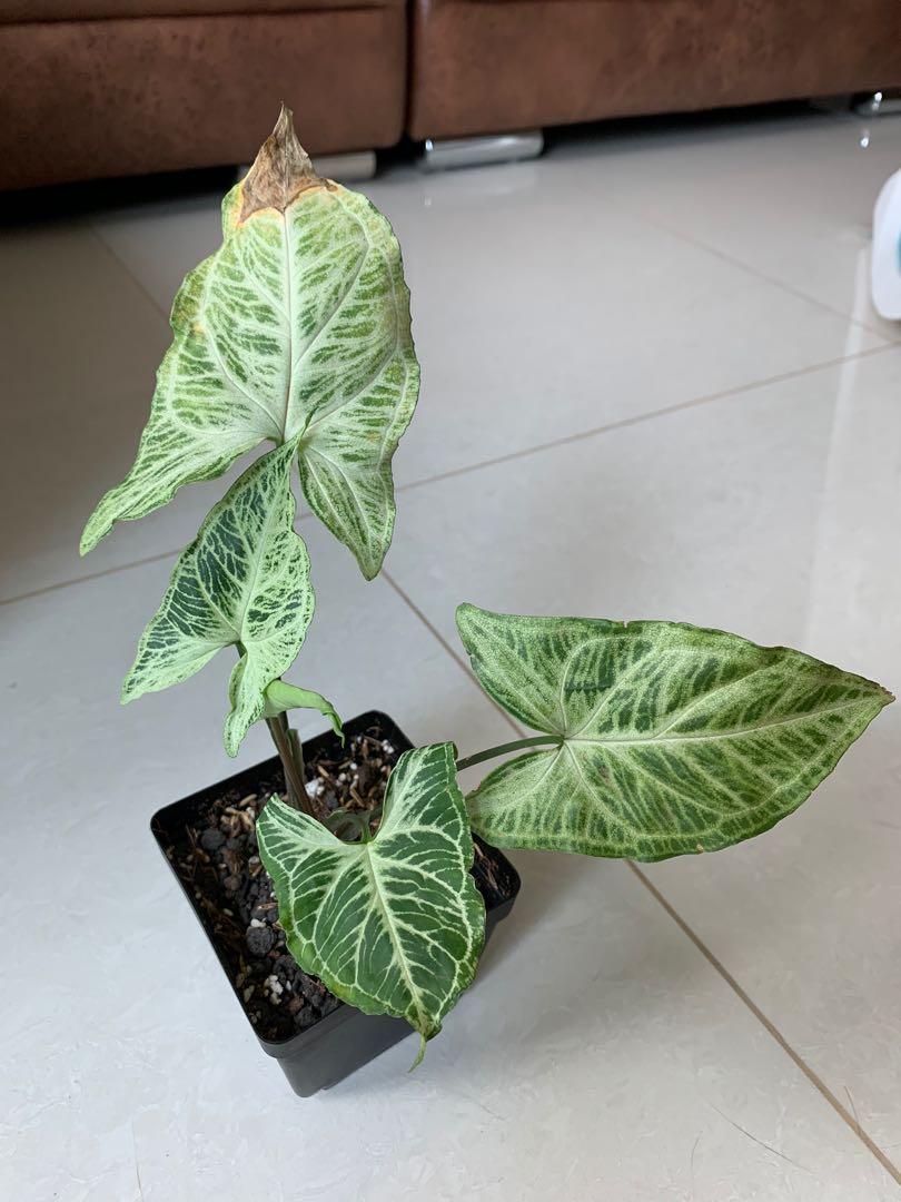 Syngonium Batik Gardening Plants On Carousell Although they start out as compact well rounded indoor plants, arrowhead vines. syngonium batik gardening plants on
