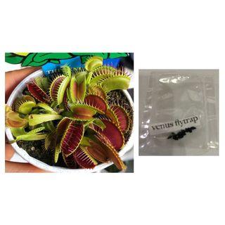 venus fly trap carnivorous mix insect eating nepenthes
8-10 seeds
