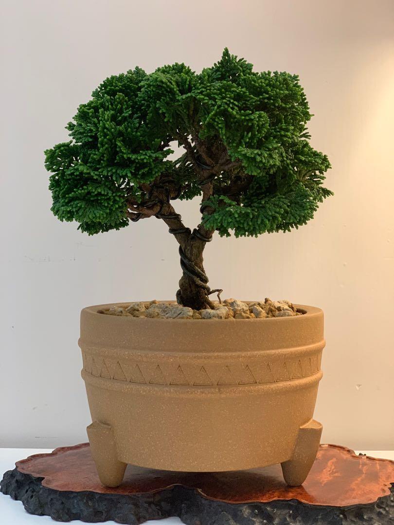 日本連山檜Obtusa Hinoki Cypress 盆景盆栽植物禮物新貨裝飾擺設家居