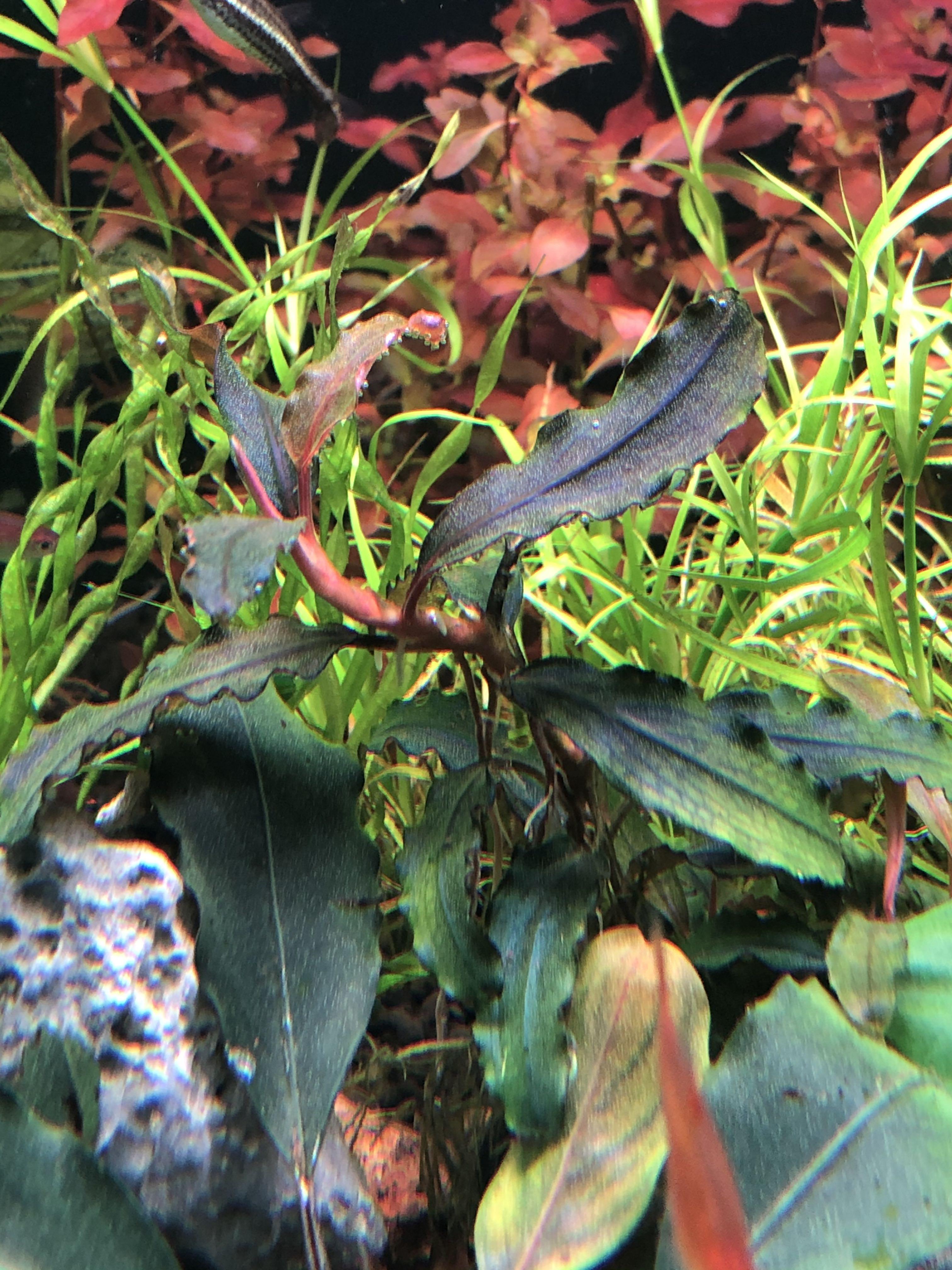 SALE／104%OFF】 Bucephalandra motleyana Varigata ienomat.com.br