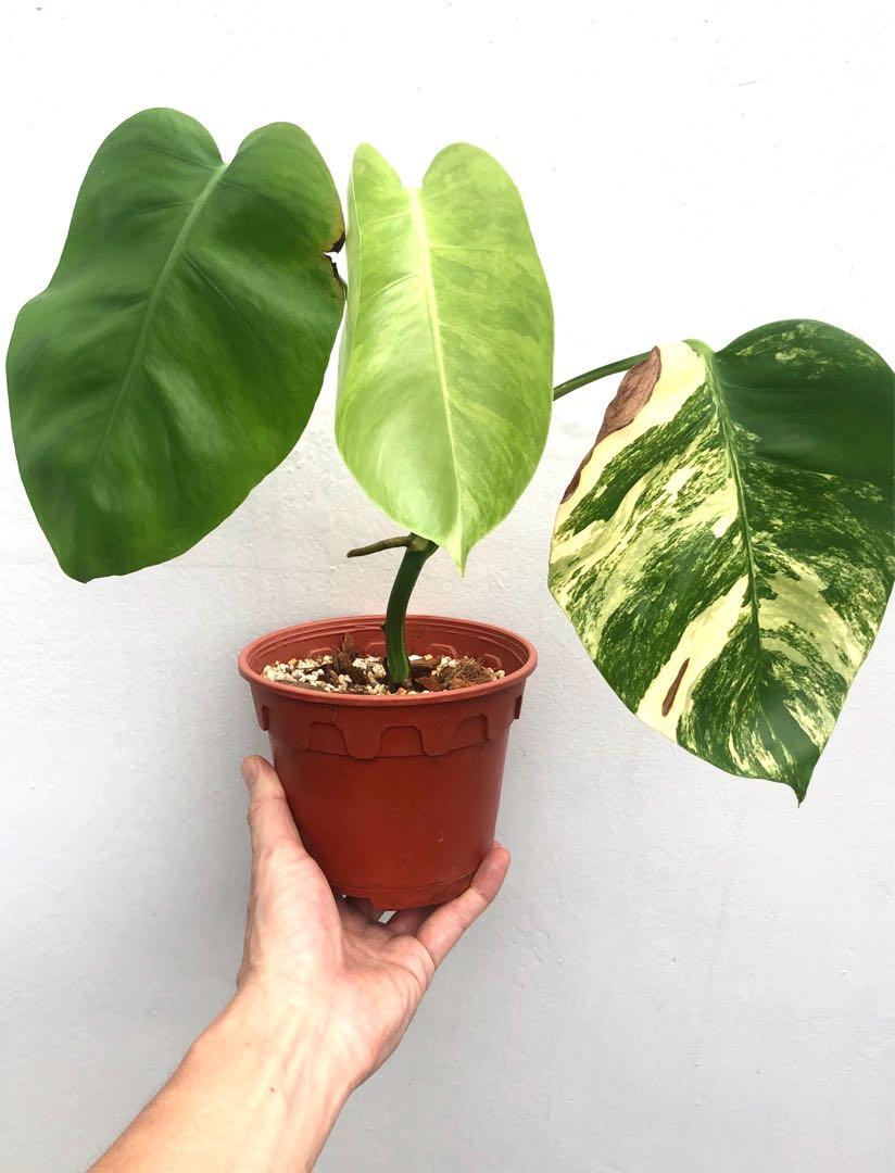 Monstera Aurea Yellow Varigated Mamorata Furniture Home Living Gardening Plants Seeds On Carousell Monstera Aurea Yellow Varigated Mamorata Furniture Home Living Gardening Plants Seeds On Carousell