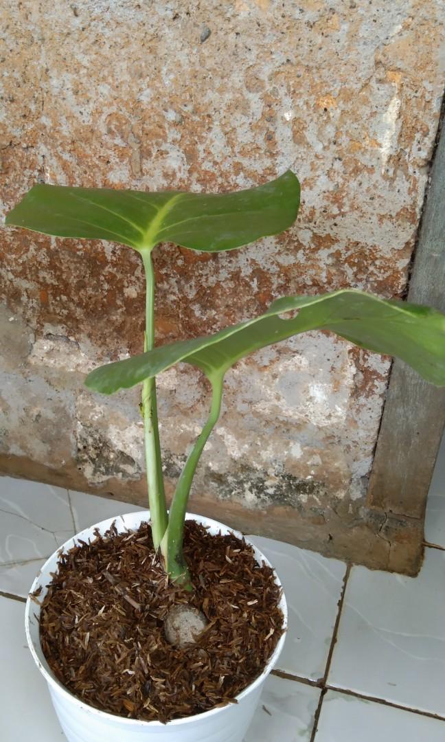 Monstera Deliciosa Plus Bonggol Perkebunan Di Carousell