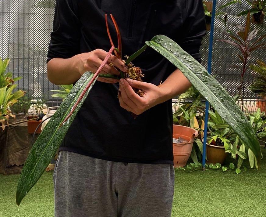 Philodendron Bicolor Furniture Home Living Gardening Plants Seeds On Carousell