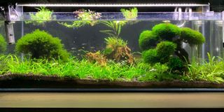 (Category: ) located in . Submitted by shrimp_pet (Listing ID 1039426879, Image 1). Description: .