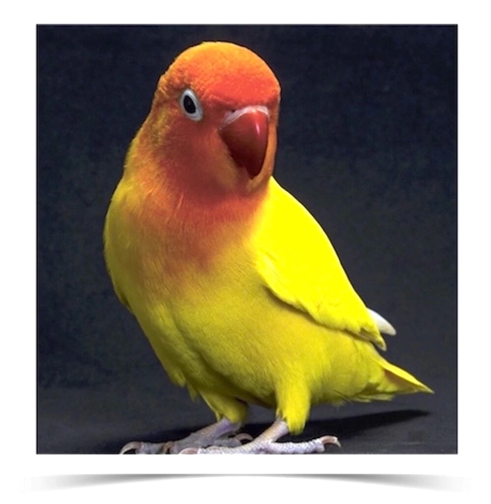 Fischer's lovebird for sale cheap