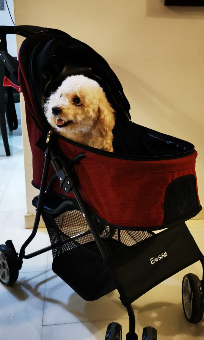 Gucci dog stroller online