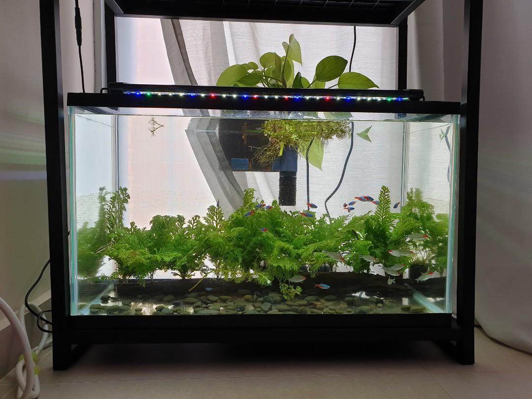 fish tank gex 60cm tank x 2 rgb led light x 2 gex stand best deal pet supplies homes other pet accessories on carousell