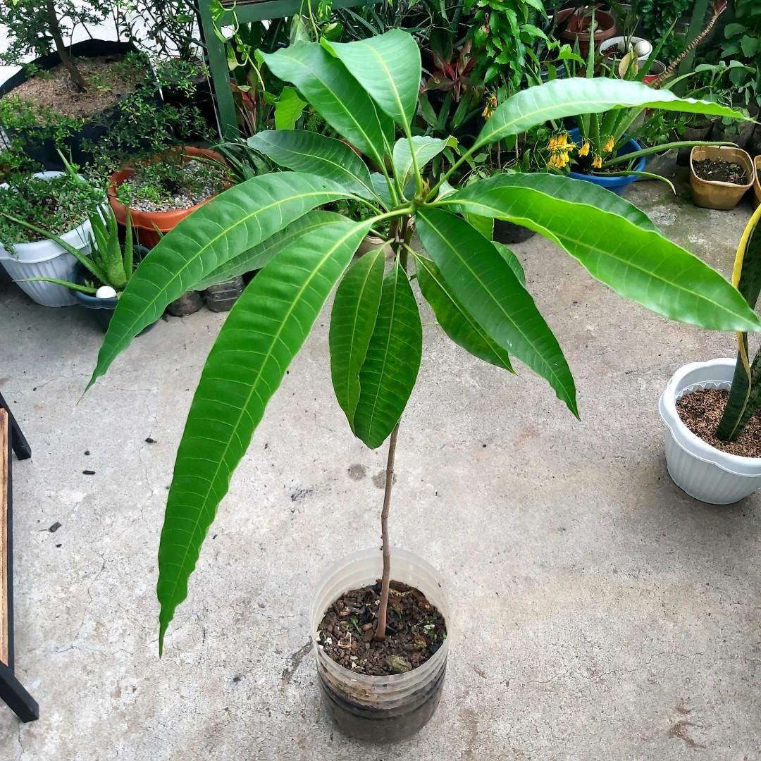 Manga Mango Tree Kalabaw Variety Furniture Home Living Gardening Plants Seeds On Carousell Very soon after that you could come to a conclusion that mangaeffect is your best manga site. manga mango tree kalabaw variety