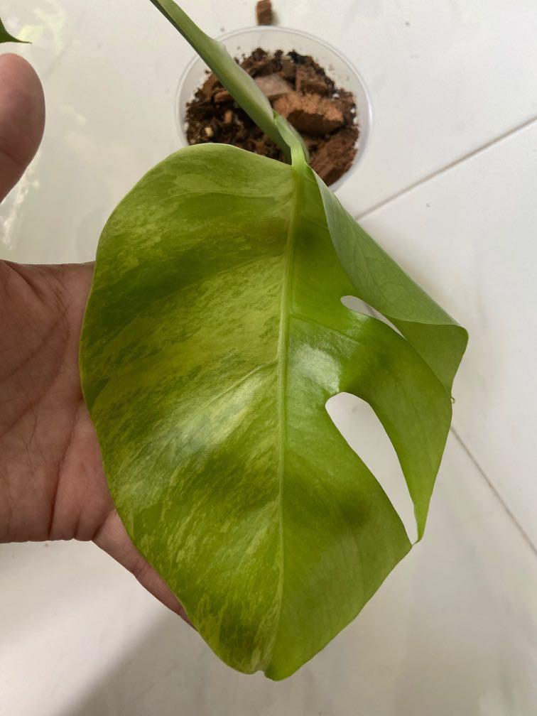 Monstera Aurea Variegata Gardening Plants On Carousell