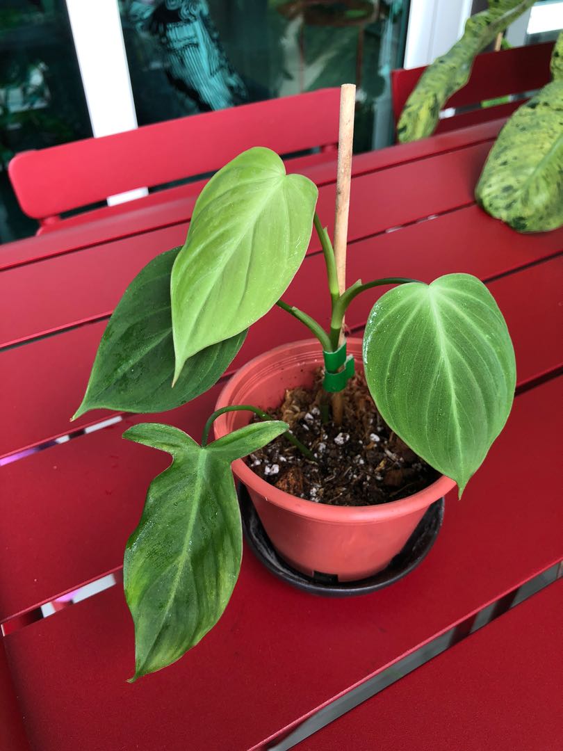 Philodendron Camposportoanum Rare Furniture Home Living Gardening Plants Seeds On Carousell