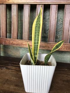 (Category: ) located in . Submitted by importedgoodsph (Listing ID 1039537805, Image 1). Description: .