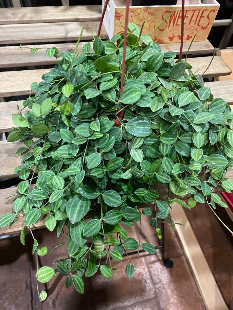 Watermelon Hoya/Dischidia Ovata (hanging), Furniture & Home Living